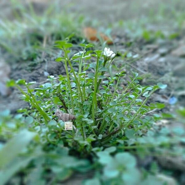 Cardamine hirsuta Leaf