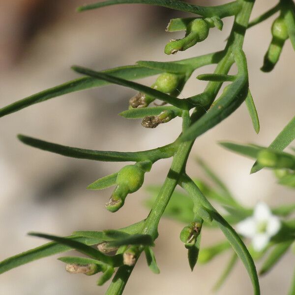 Thesium alpinum Leaf