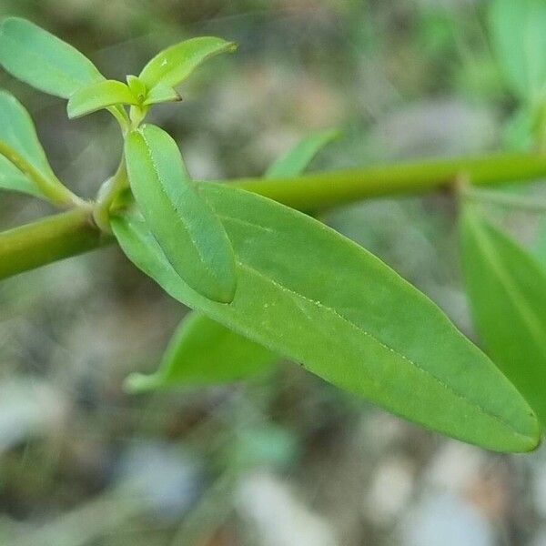 Antirrhinum australe ഇല