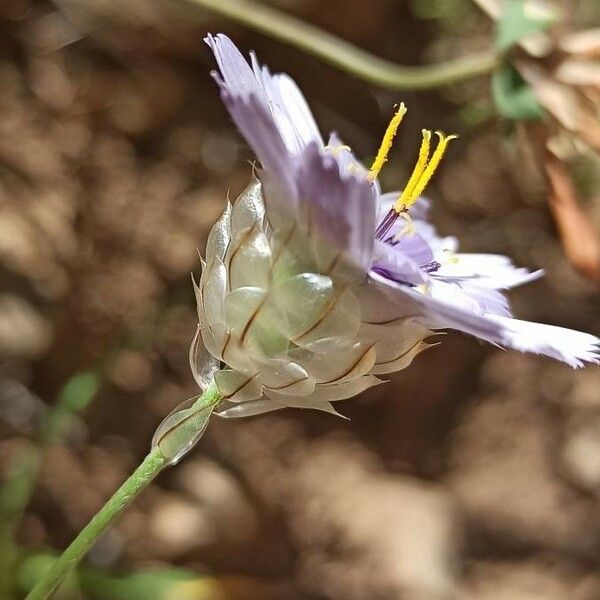 Catananche caerulea 花