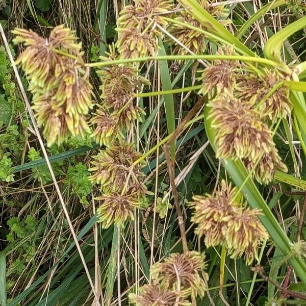 Cyperus eragrostis Квітка