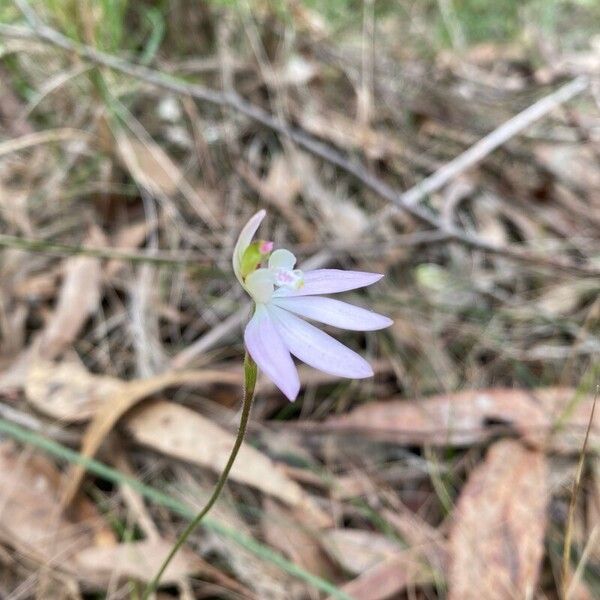 Caladenia catenata Blüte