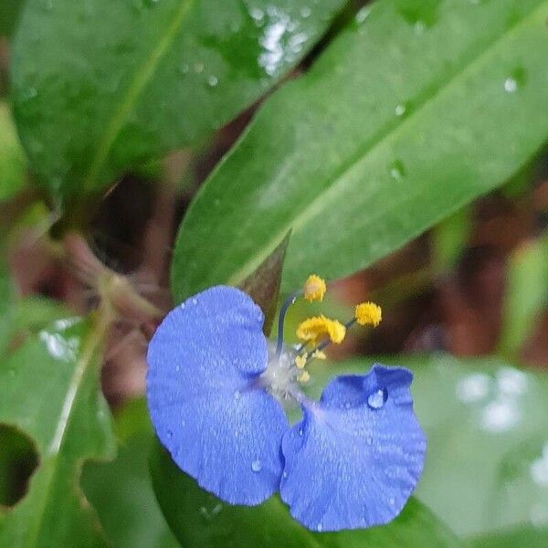 Commelina erecta Λουλούδι