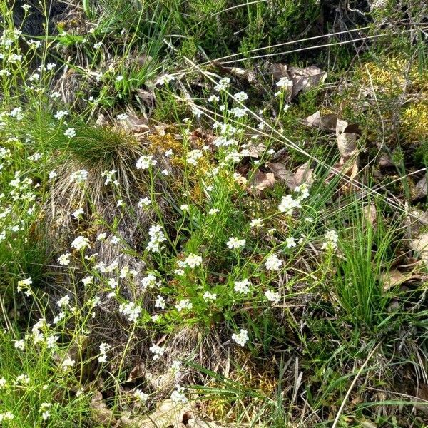 Arabidopsis halleri Habit