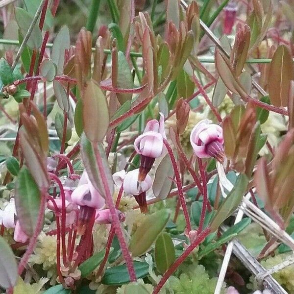 Vaccinium oxycoccos Kwiat