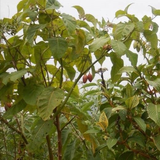 Solanum betaceum (Tree-tomato)
