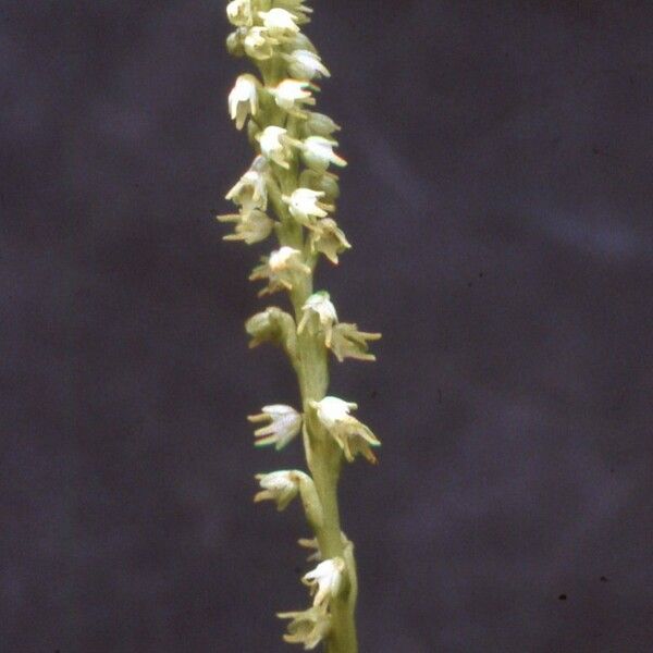 Herminium monorchis फूल