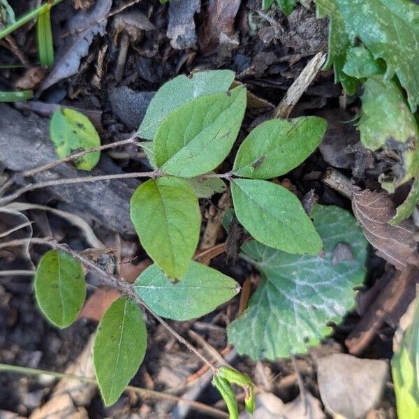 Symphoricarpos orbiculatus Blad