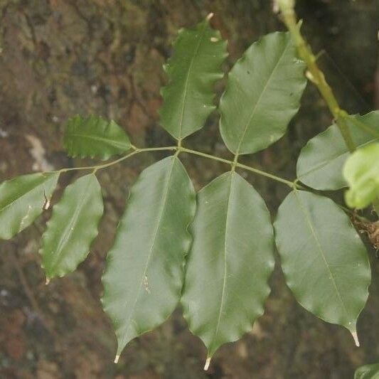 Andira inermis Blad