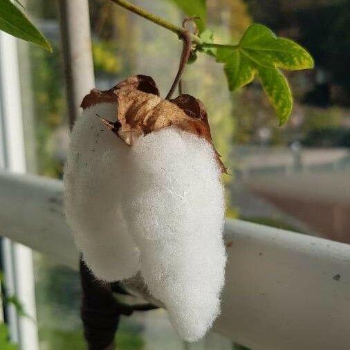 Gossypium hirsutum Frucht