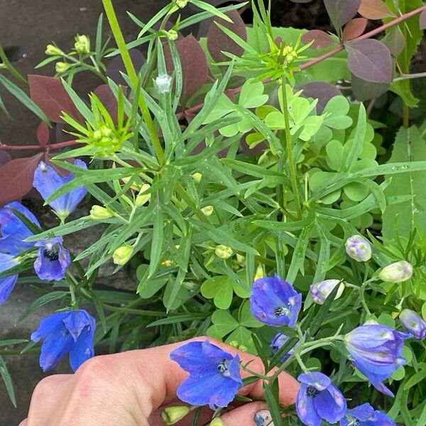 Delphinium grandiflorum Blüte