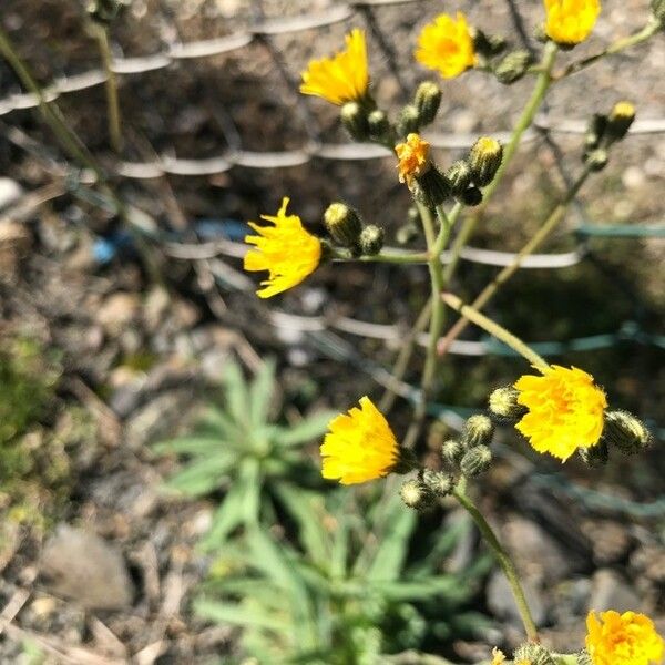 Pilosella piloselloides Blomst