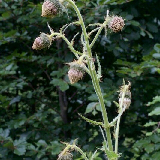 Cirsium carniolicum Sonstige