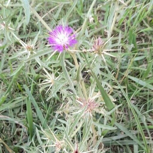 Centaurea calcitrapa ശീലം