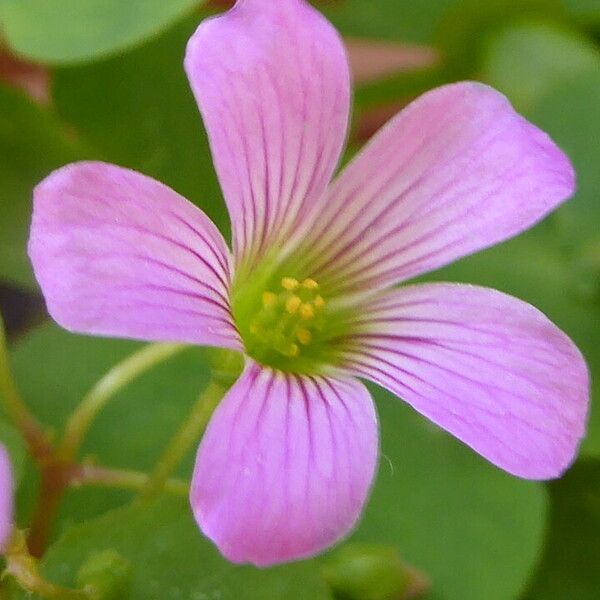 Oxalis articulata Blomma