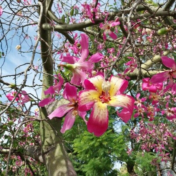 Ceiba speciosa Λουλούδι