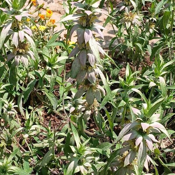 Monarda punctata Habit