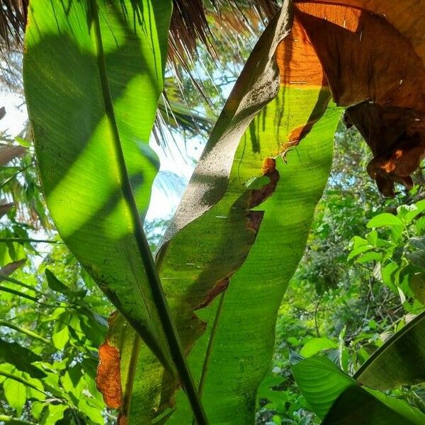 Heliconia stricta Leaf