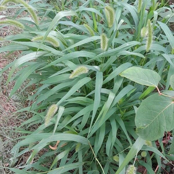 Setaria italica Natur