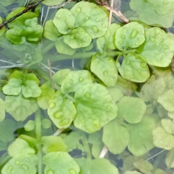 Nasturtium officinale Blomst