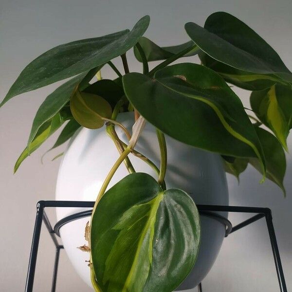 Philodendron hederaceum List