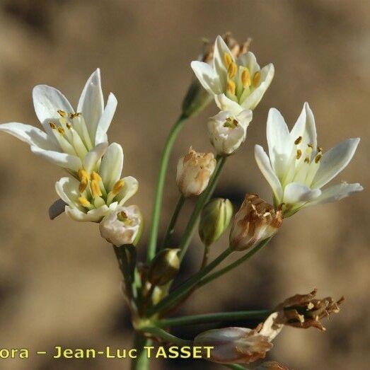 Nothoscordum borbonicum Flor