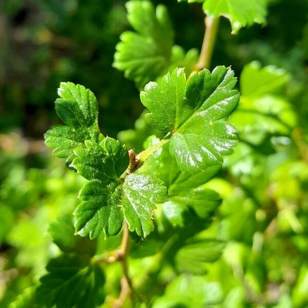 Ribes uva-crispa Blad