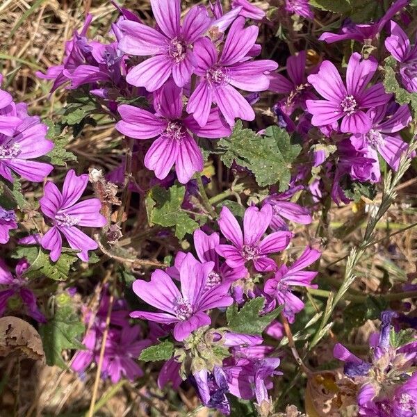 Malva sylvestris Flor