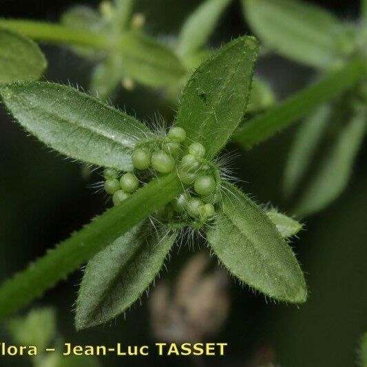 Cruciata pedemontana Frutto