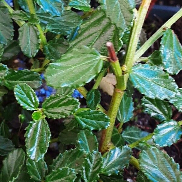 Ceanothus thyrsiflorus Leaf