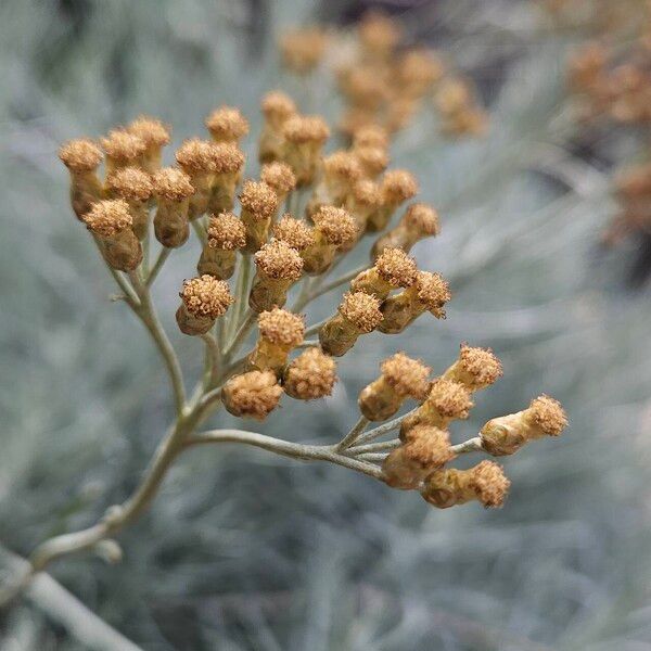 Helichrysum italicum Plod