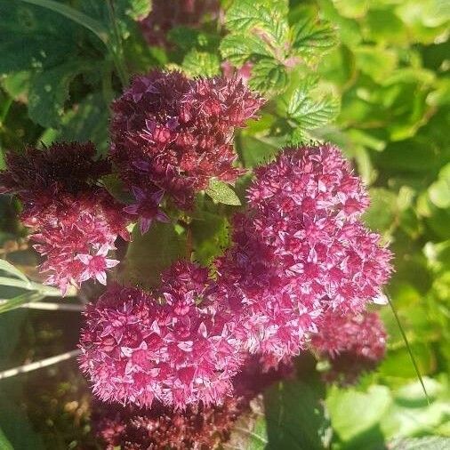 Hylotelephium telephium Flower