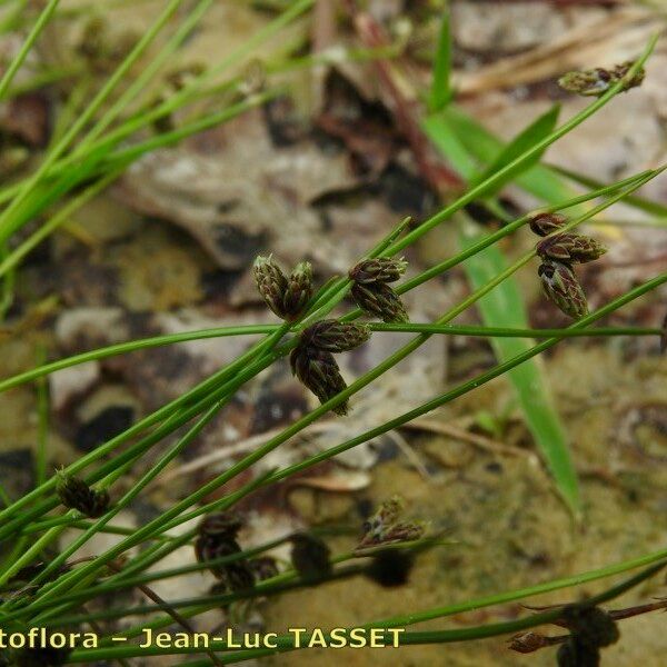 Isolepis setacea Flower