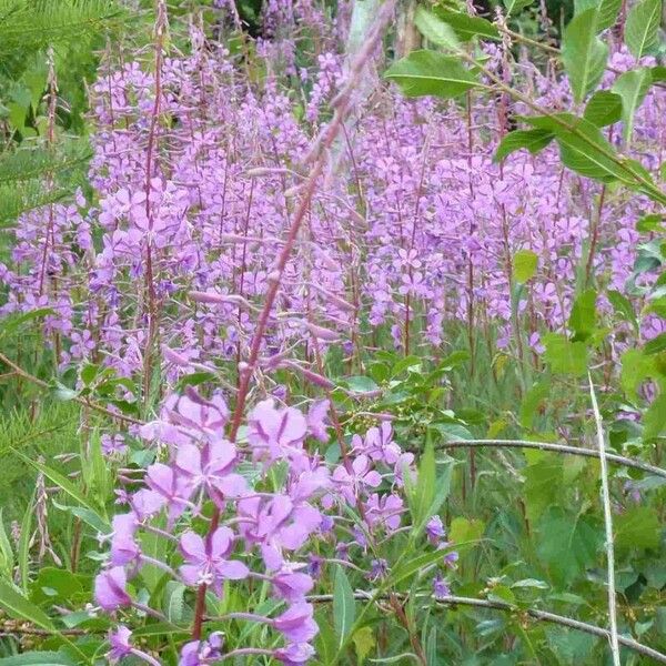 Epilobium angustifolium Floro