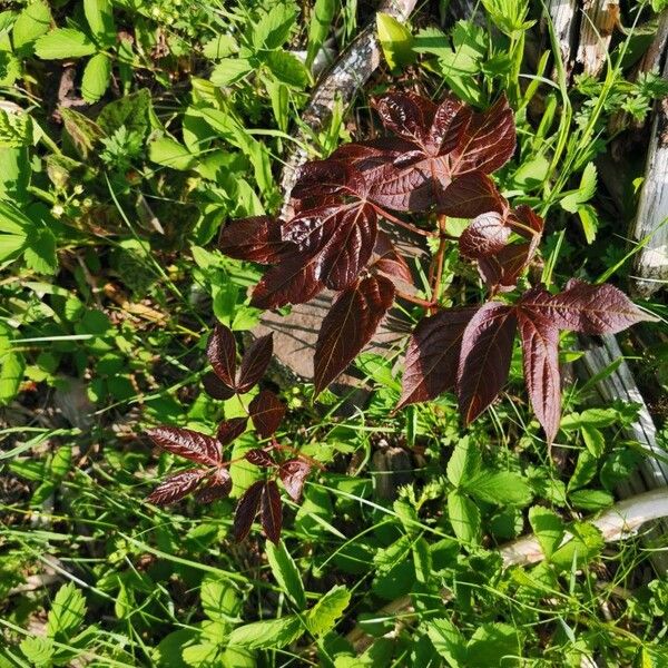 Aralia nudicaulis Folha