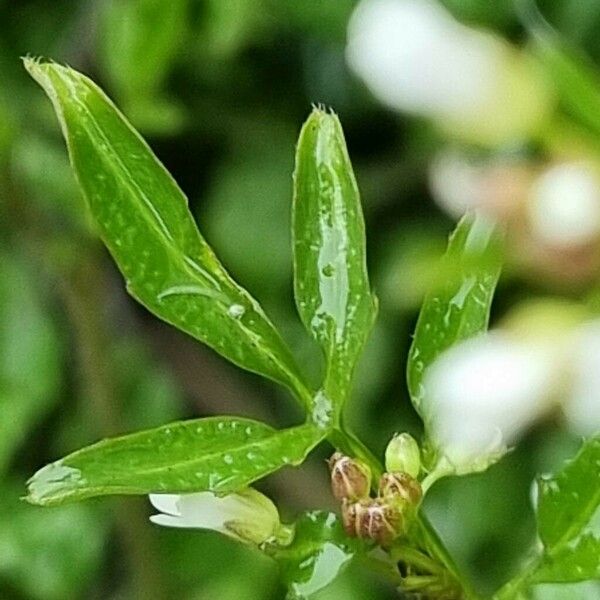 Cardamine flexuosa पत्ता