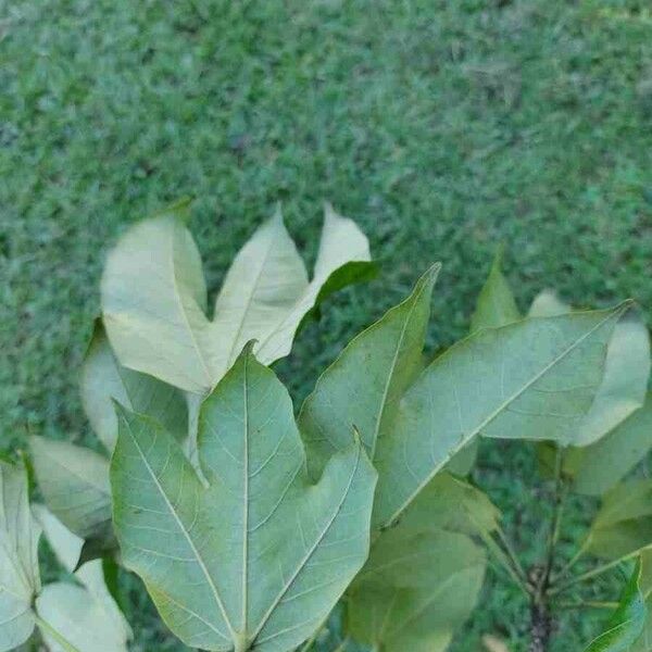 Sterculia apetala ᱥᱟᱠᱟᱢ