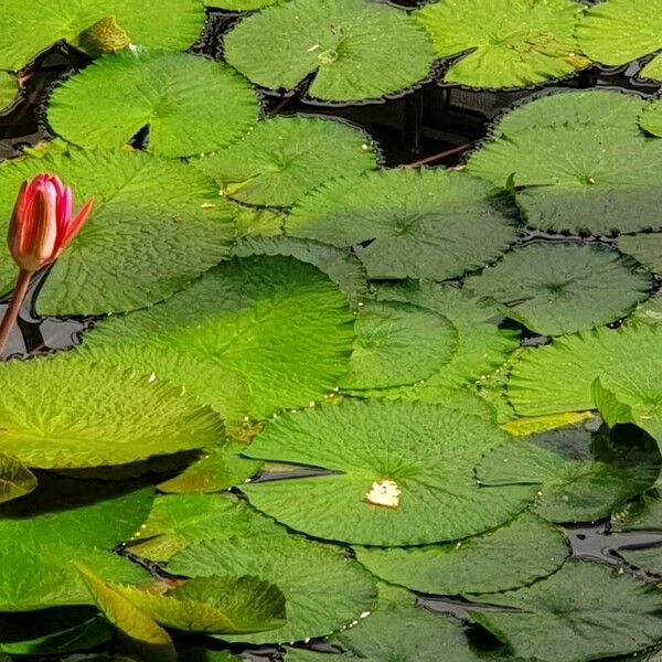 Nymphaea lotus ᱵᱟᱦᱟ