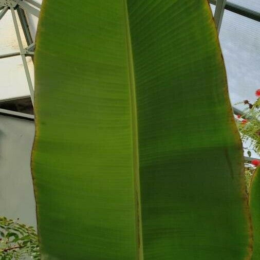 Musa acuminata 葉