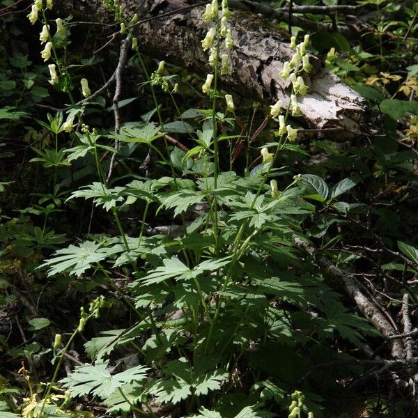 Aconitum vulparia ᱛᱟᱦᱮᱸ