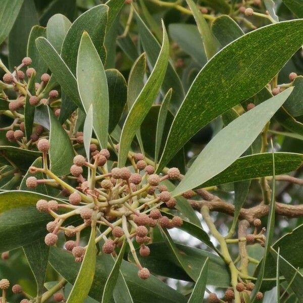 Acacia melanoxylon Fruto