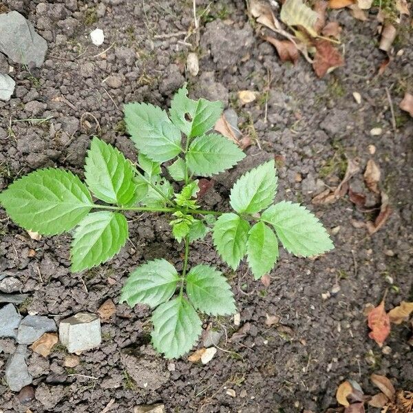 Cryptotaenia canadensis Leaf