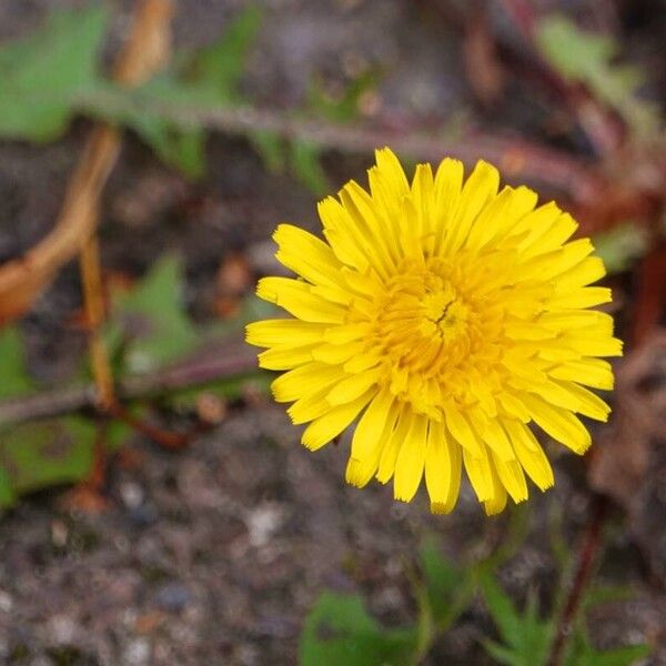 Taraxacum erythrospermum Flower