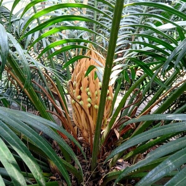 Cycas circinalis Плод