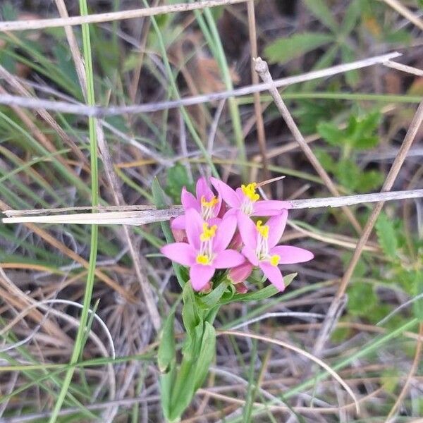 Centaurium erythraea Flower