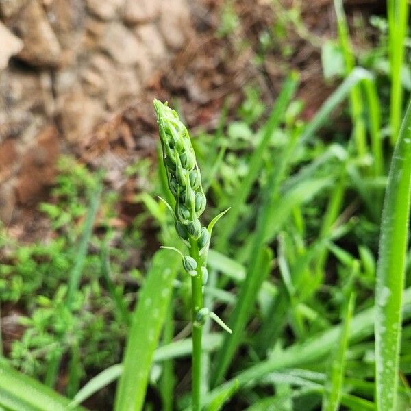 Albuca abyssinica Lorea