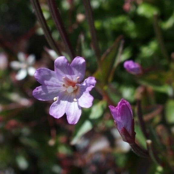 Epilobium alsinifolium Квітка
