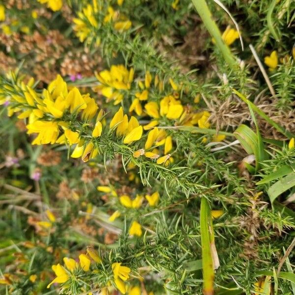 Ulex minor Bloem