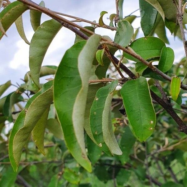 Croton dichogamus ᱥᱟᱠᱟᱢ