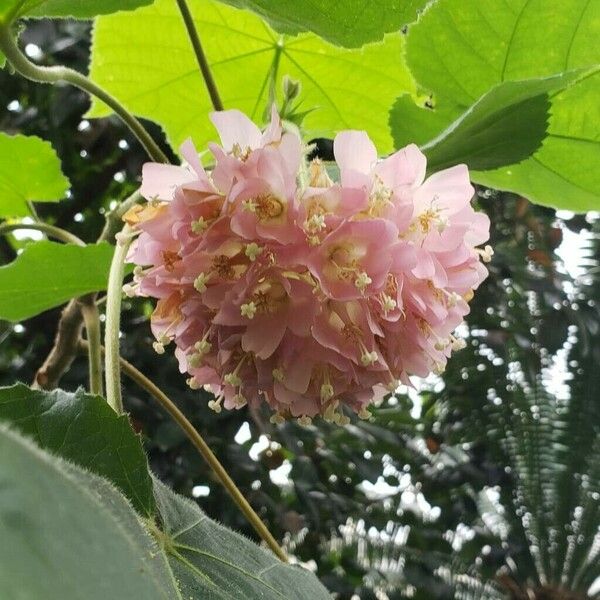 Dombeya wallichii പുഷ്പം